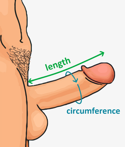 Penis foreskin