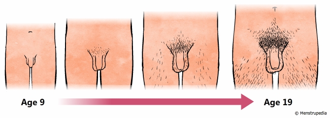 ஆண் உறுப்பு வளர்ச்சி
