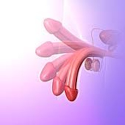 Penis erection